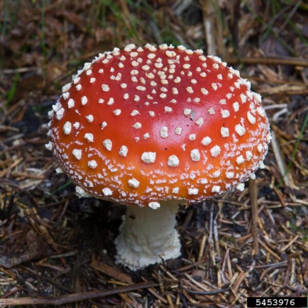 Nimrod Fly Agaric on Oil